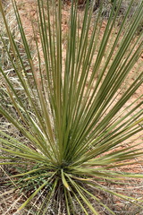 Yucca glauca