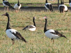 Anseranas semipalmata