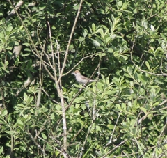Sylvia atricapilla atricapilla