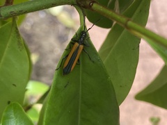 Stenoderus suturalis