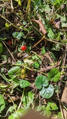 Geophila repens