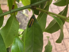 Stenoderus suturalis