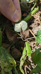 Geophila repens