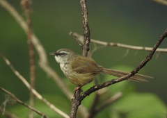 Prinia superciliaris