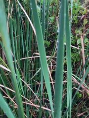 Typha