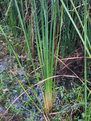 Typha