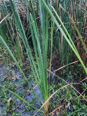 Typha