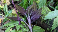 Crepidium roohutuensis