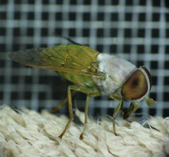 Chlorotabanus leucochlorus