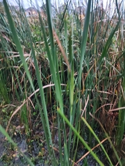 Typha