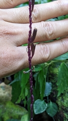 Crepidium roohutuensis