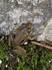Pelophylax