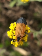 Lycus palliatus
