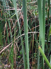 Typha
