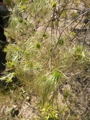 Clematis montevidensis