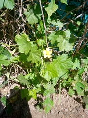 Modiolastrum malvifolium