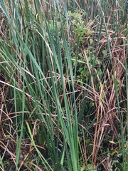 Typha