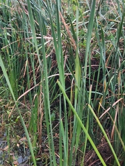 Typha