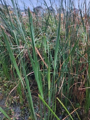 Typha