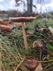 Macrocystidia cucumis