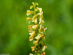 Pedicularis incarnata