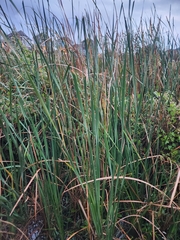 Typha