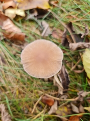 Macrocystidia cucumis