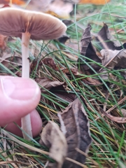 Macrocystidia cucumis