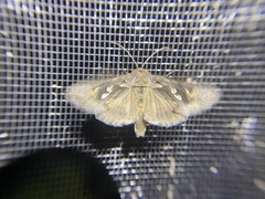 Chrysodeixis argentifera