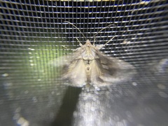 Chrysodeixis argentifera