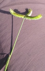 Dactyloctenium aegyptium