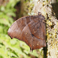 Melanitis phedima oitensis