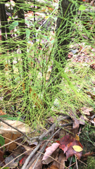 Equisetum sylvaticum
