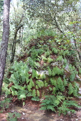 Phlebodium araneosum