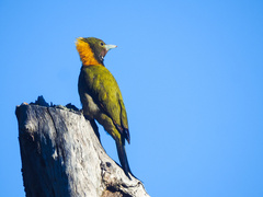 Chrysophlegma flavinucha