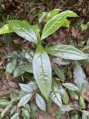 Ardisia lindleyana