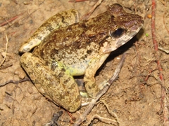 Limnonectes leporinus