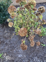 Hydrangea