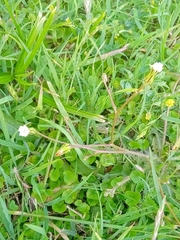 Hypochaeris albiflora