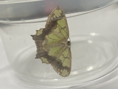 Agathia hemithearia