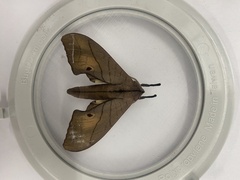 Marumba