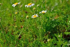 Anthemis arvensis