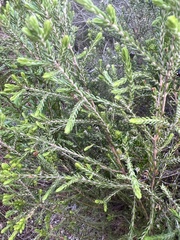 Passerina