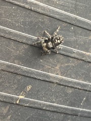 Phidippus audax