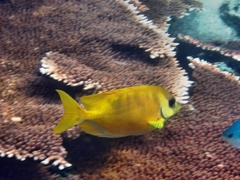 Siganus corallinus