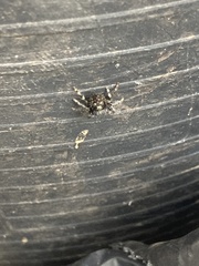 Phidippus audax