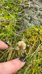 Syntrichia ruralis
