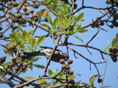 Pyrrhula nipalensis