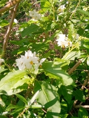 Solanum bonariense