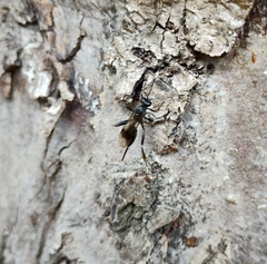 Nippocryptus vittatorius